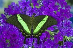 Images Dated 31st July 2007: Sammamish, Washington Tropical Butterfly Photograph of Papilio palinurus the Banded