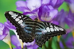 Images Dated 4th November 2006: Sammamish, Washington Tropical Butterfly Photograph of Parthenos sylvia lilacinus