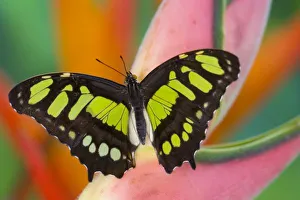 Images Dated 2nd December 2005: Sammamish, Washington Tropical Butterfly Photograph of Siproeta stelenes the malachite