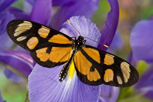 Images Dated 12th November 2007: Sammamish, Washington Tropical Butterfly Photograph of Thyridia psidii the melantho