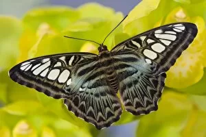 Images Dated 6th November 2007: Sammamish, Washington Tropical Butterfly Photograph of Parthenos sylvia lilacinus