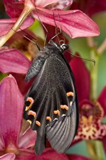Images Dated 23rd November 2007: Sammamish, Washington Tropical Butterfly Photograph of Papilio Bianor Swallowtail