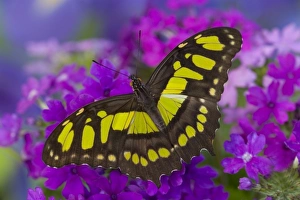 Images Dated 18th October 2005: Sammamish, Washington Tropical Butterfly Photograph of Siproeta stelenes the malachite