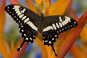 Images Dated 8th November 2007: Sammamish, Washington Tropical Butterfly Photograph of Papilio ophidicephalus the