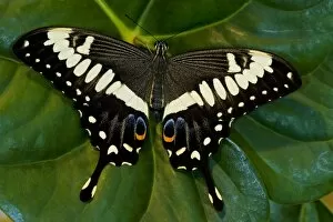 Images Dated 8th November 2007: Sammamish, Washington Tropical Butterfly Photograph of Papilio ophidicephalus the
