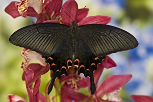 Images Dated 19th November 2007: Sammamish, Washington Tropical Butterfly Photograph of female Papilio Bianor Swallowtail