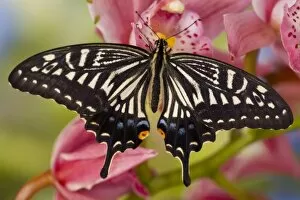 Images Dated 31st January 2007: Sammamish, Washington Tropical Butterfly Photograph of Papilio xuthus the Chinese
