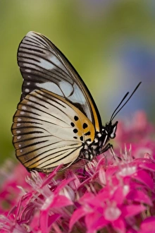 Images Dated 21st July 2007: Sammamish, Washington Tropical Butterfly Photograph of African Species Pseudacraea