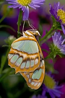 Images Dated 16th October 2005: Sammamish, Washington Tropical Butterfly Photograph of Siproeta stelenes the malachite