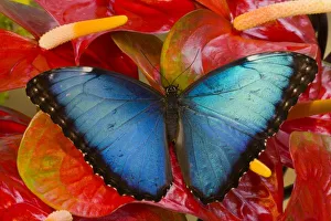 Images Dated 18th February 2007: Sammamish Washington Tropical Butterfly photograh of Morpho peleides the Common Morpho
