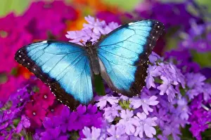 Images Dated 23rd October 2005: Sammamish Washington Tropical Butterfly photograh of a male Morpho peleides the Common