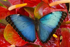 Butter Fly Prints: Sammamish Washington Tropical Butterfly photograh of Morpho peleides the Common Morpho