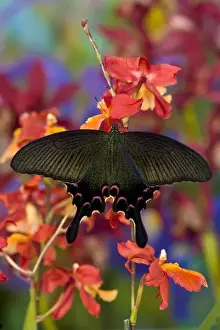 Images Dated 20th November 2007: Sammamish, Washington Tropical Butterfly Photograph of female Papilio Bianor Swallowtail