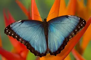 Images Dated 2nd December 2005: Sammamish Washington Tropical Butterfly photograph of Male Morpho grandensis