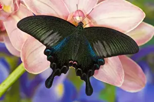 Images Dated 18th November 2007: Sammamish, Washington Tropical Butterfly Photograph of male Papilio Bianor Swallowtail