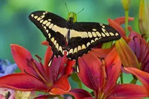 Images Dated 9th December 2005: Sammamish, Washington Tropical Butterfly Photograph of Neotropical butterfly Papilio