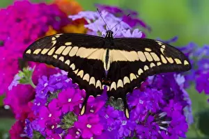 Images Dated 22nd October 2005: Sammamish, Washington Tropical Butterfly Photograph of Neotropical butterfly Papilio