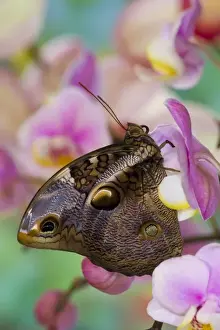 Images Dated 28th November 2007: Sammamish, Washington Tropical Butterfly Photograph of Opsiphanes tamarindi the narrow-banded