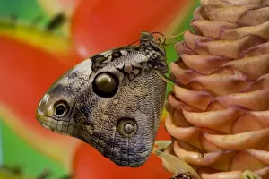 Sammamish, Washington Tropical Butterfly Photograph of Opsiphanes tamarindi the narrow-banded