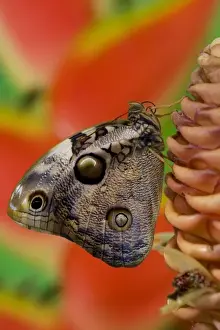Sammamish, Washington Tropical Butterfly Photograph of Opsiphanes tamarindi the narrow-banded
