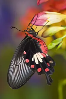 Images Dated 24th December 2007: Sammamish, Washington Tropical Butterfly Photograph of Pachliopta aristolachiae