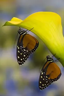 Images Dated 6th November 2007: Sammamish, Washington Tropical Butterfly Photograph of a pairof Tithorea tarricina