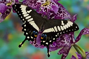 Images Dated 9th November 2007: Sammamish, Washington Tropical Butterfly Photograph of Papilio ophidicephalus