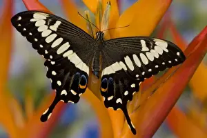 Images Dated 8th November 2007: Sammamish, Washington Tropical Butterfly Photograph of Papilio ophidicephalus