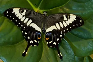 Images Dated 8th November 2007: Sammamish, Washington Tropical Butterfly Photograph of Papilio ophidicephalus