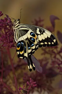 Images Dated 9th November 2007: Sammamish, Washington Tropical Butterfly Photograph of Papilio ophidicephalus