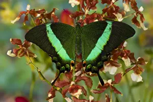 Images Dated 19th December 2007: Sammamish, Washington Tropical Butterfly Photograph of Papilio palinurus the Banded