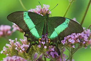 Images Dated 26th October 2006: Sammamish, Washington Tropical Butterfly Photograph of Papilio palinurus the Banded