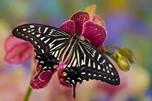 Images Dated 16th March 2008: Sammamish, Washington Tropical Butterfly Photograph of Papilio xuthus the Chinese