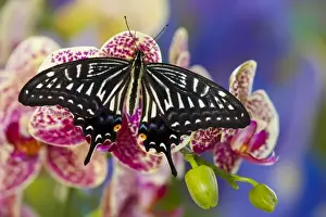 Sammamish, Washington Tropical Butterfly Photograph of Papilio xuthus the Chinese