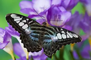Images Dated 4th November 2006: Sammamish, Washington Tropical Butterfly Photograph of Parthenos sylvia lilacinus