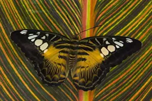 Images Dated 28th October 2006: Sammamish, Washington Tropical Butterfly Photograph of Parthenos sylvia philippensis