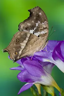 Images Dated 4th November 2006: Sammamish, Washington Tropical Butterfly Photograph of Salamis anacardii the Clouded