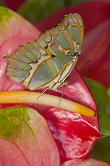 Sammamish, Washington Tropical Butterfly Photograph of Siproeta stelenes the malachite