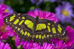Images Dated 17th October 2005: Sammamish, Washington Tropical Butterfly Photograph of Siproeta stelenes the malachite