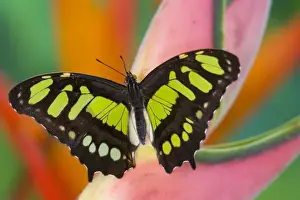 Images Dated 2nd December 2005: Sammamish, Washington Tropical Butterfly Photograph of Siproeta stelenes the malachite