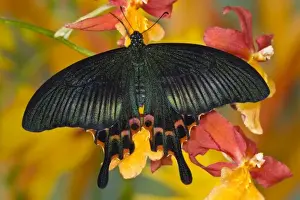 Images Dated 27th December 2007: Sammamish, Washington Tropical Butterfly Photograph of Swallowtail Butterfly Papilio