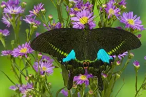 Images Dated 27th January 2006: Sammamish, Washington Tropical Butterfly Photograph of Swallowtail Papilio paris