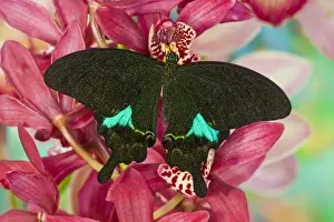 Images Dated 21st November 2007: Sammamish, Washington Tropical Butterfly Photograph of Swallowtail Papilio paris