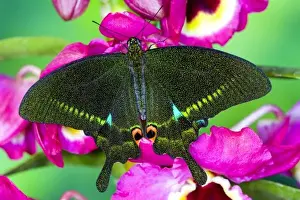 Images Dated 20th January 2006: Sammamish, Washington Tropical Butterfly Photograph of Swallowtail Papilio paris