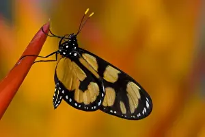 Images Dated 8th November 2007: Sammamish, Washington Tropical Butterfly Photograph of Thyridia psidii the melantho