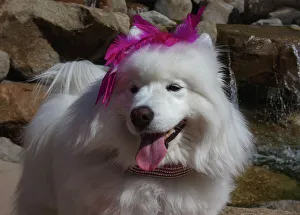 Collar Prints: Samoyed in Palm Desert, California