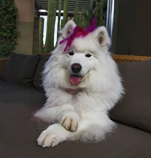 Samoyed in Palm Desert, California