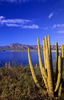 San Carlos, Mexico