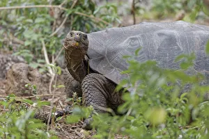 San Cristobal Island Prints: San Cristobal giant tortoise, San Cristobal Island, Galapagos Islands, Ecuador