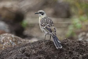San Cristobal Mockingbird or Chatham Mockingbird, San Cristobal Island, Galapagos Islands, Ecuador